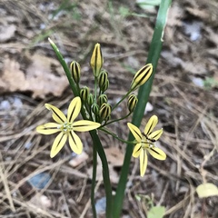 Triteleia ixioides anilina