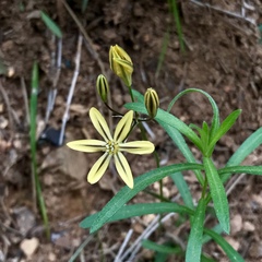 Triteleia ixioides anilina