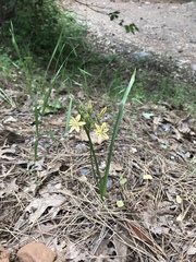 Triteleia ixioides anilina