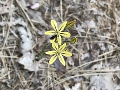 Triteleia ixioides anilina