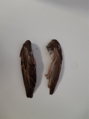 Passer domesticus
