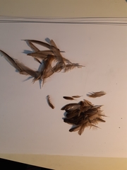 Passer domesticus