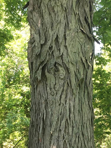 Shellbark Hickory
