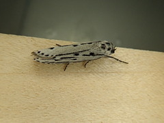 Ethmia monticola