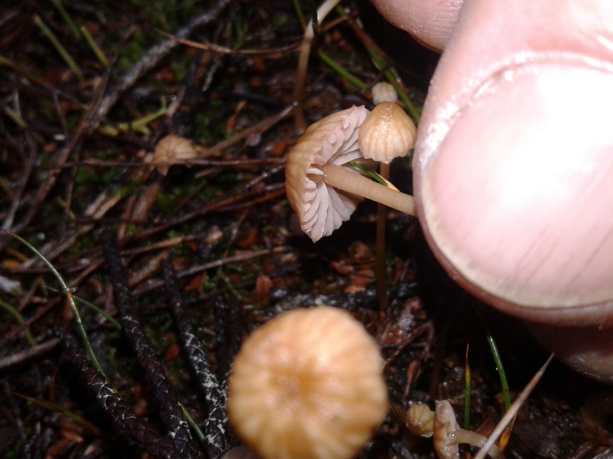 Laccaria masoniae image