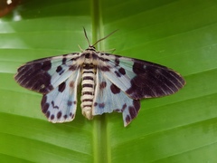 Dysphania percota