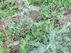 Coluber constrictor priapus