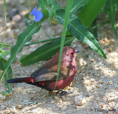 Lagonosticta rhodopareia