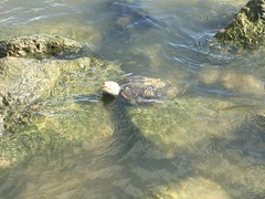 Malaclemys terrapin pileata