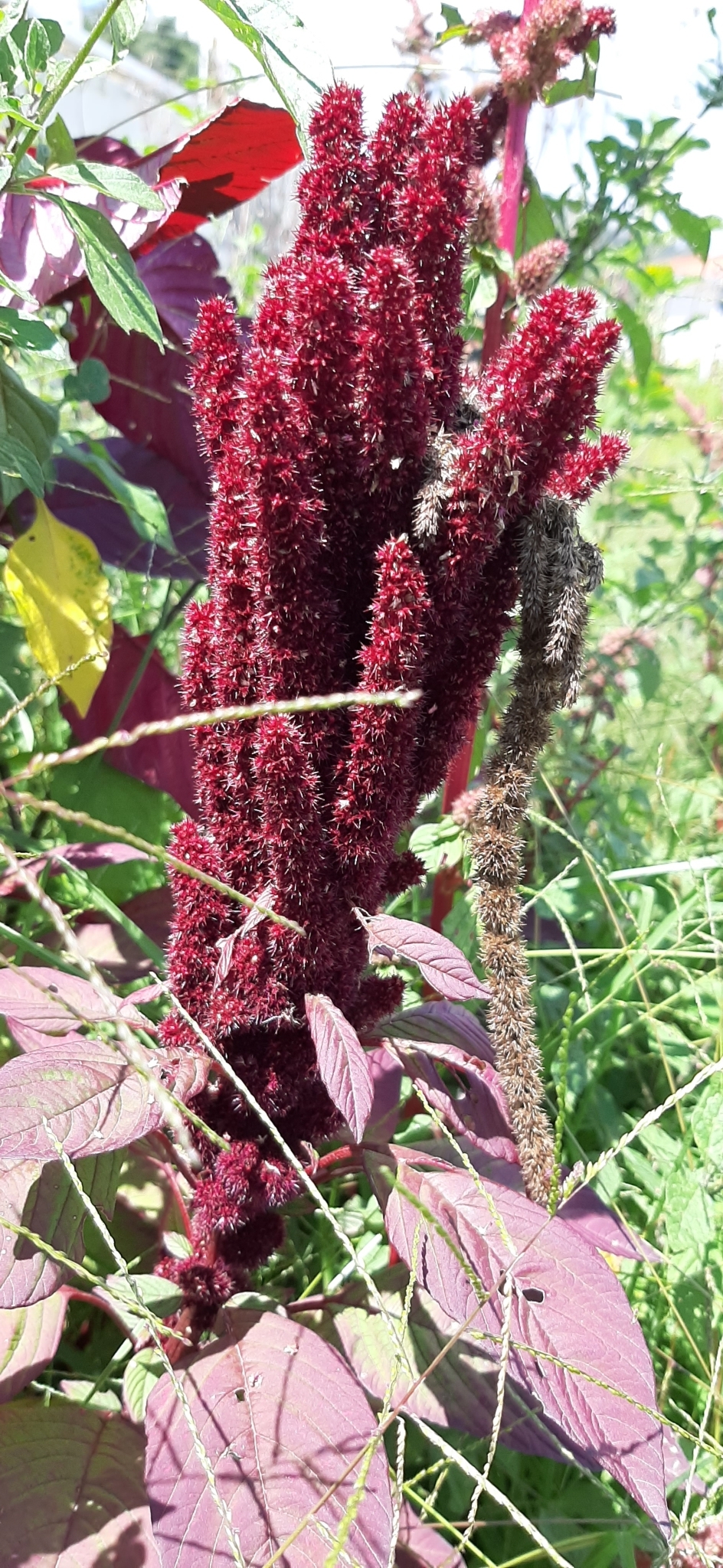 Amaranthus cruentus image