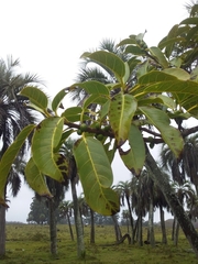 Ficus luschnathiana