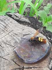 Megascolia maculata maculata