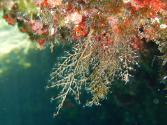 Eudendrium racemosum