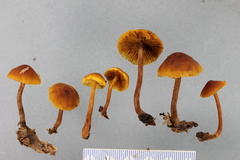 Gymnopilus austropicreus