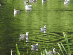 Chroicocephalus ridibundus