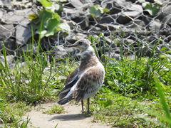 Chroicocephalus ridibundus