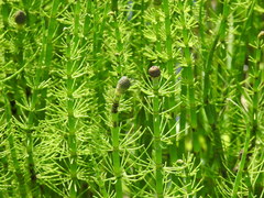 Equisetum fluviatile