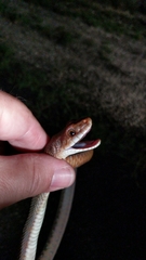 Pantherophis bairdi