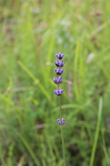 Lavandula angustifolia