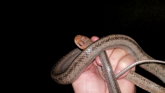 Pantherophis bairdi