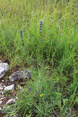 Lavandula angustifolia