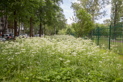 Anthriscus sylvestris