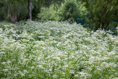 Anthriscus sylvestris