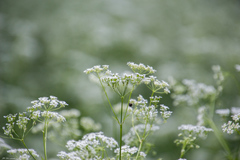 Anthriscus sylvestris