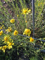 Senecio inaequidens