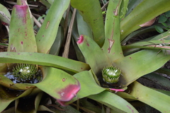 Neoregelia