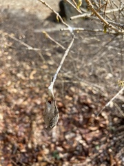 Callosamia promethea