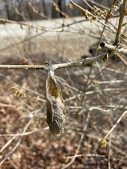 Callosamia promethea