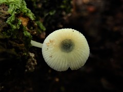 Mycena globuliformis