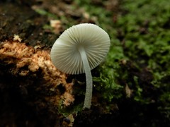 Mycena globuliformis