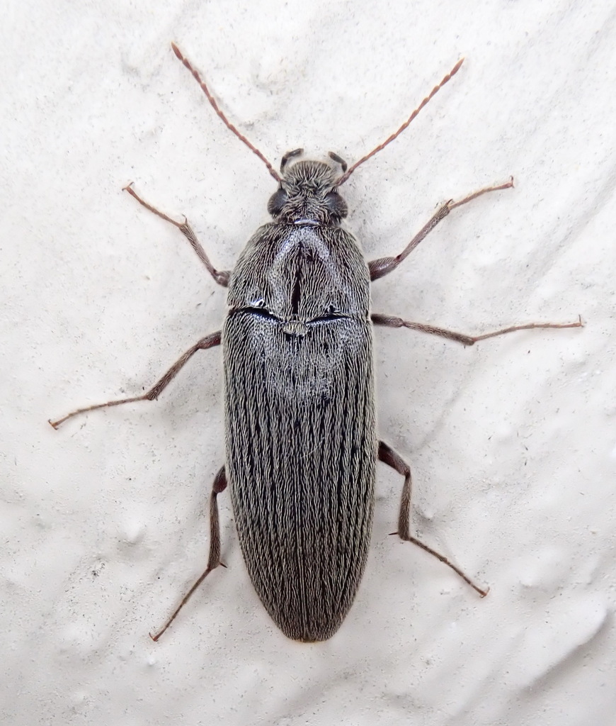 Punctate Synchronized Bark Beetle