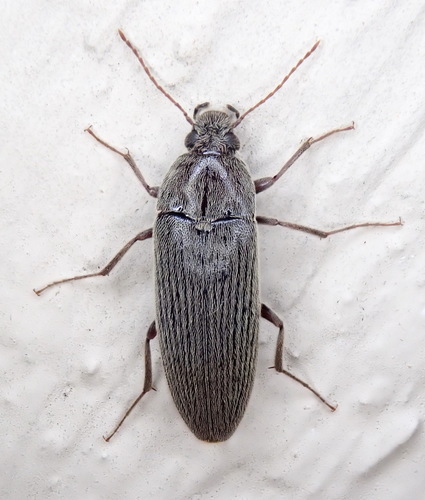 Punctate Synchronized Bark Beetle
