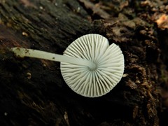Mycena globuliformis