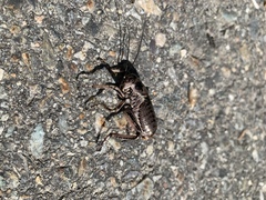 Cyphoderris