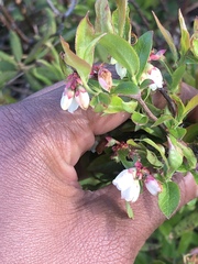 Vaccinium myrtilloides image