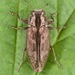 Chrysobothris cribraria - Photo (c) skitterbug,  זכויות יוצרים חלקיות (CC BY), הועלה על ידי skitterbug