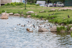 Chroicocephalus ridibundus