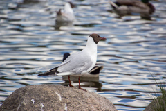 Chroicocephalus ridibundus