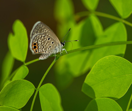 Mariposa átomo