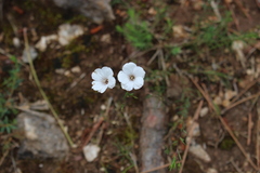 Linum tenuifolium