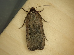 Spaelotis bicava