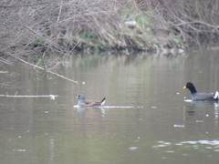 Porphyriops melanops crassirostris