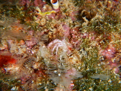 Pagurus anachoretus