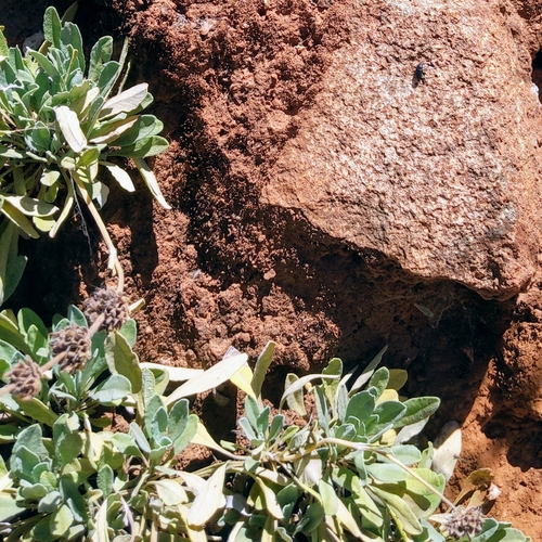 Salvia sonomensis