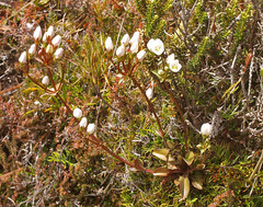 Gentianella montana montana