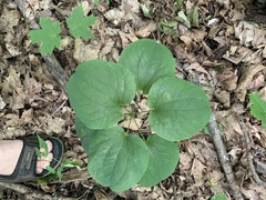 Smilax ecirrhata